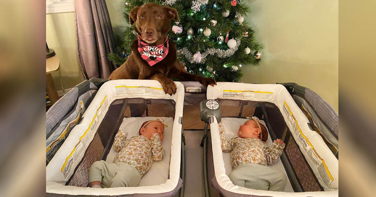 Perrita ha aprendido a ser la hermana mayor perfecta para las nuevas bebés de la familia