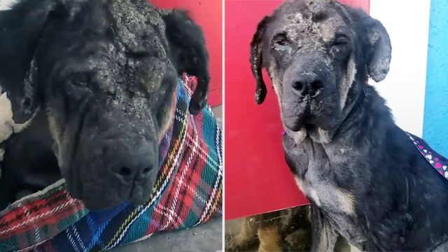Perro callejero al que ahuyentaban de todos lados se convierte en un hermoso perro