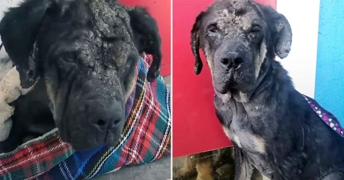 Perro callejero al que ahuyentaban de todos lados se convierte en un hermoso perro