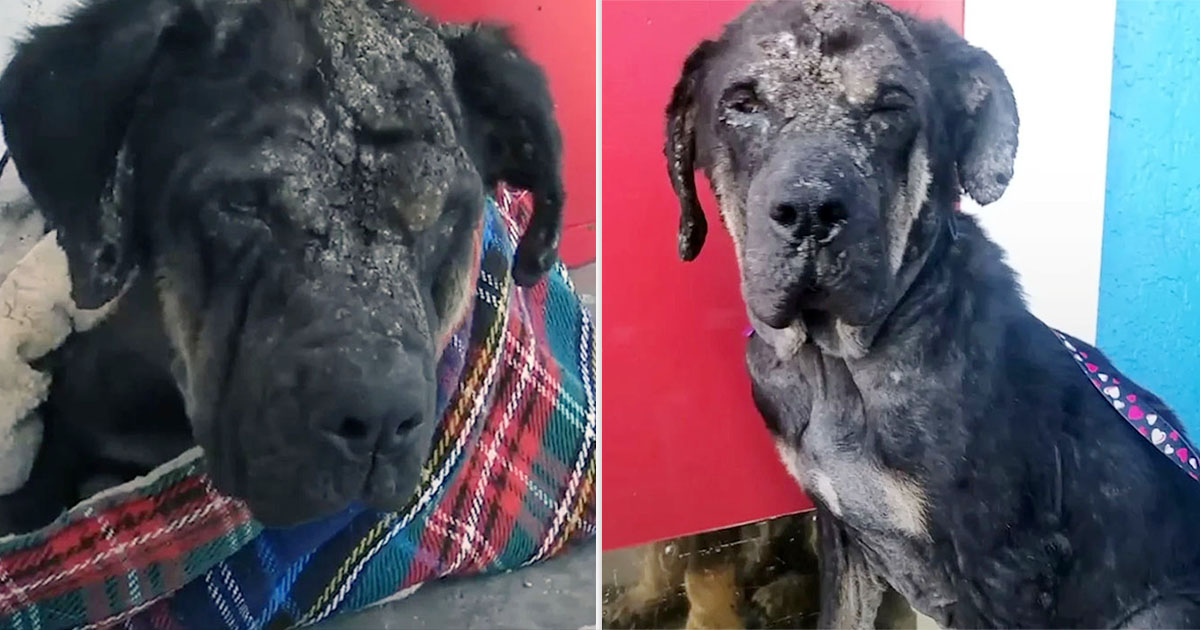 Perro callejero al que ahuyentaban de todos lados se convierte en un hermoso perro
