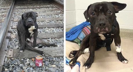 Perro paralizado es rescatado después de ser encontrado en las vías del tren