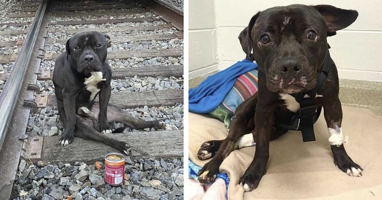 Perro paralizado es rescatado después de ser encontrado en las vías del tren