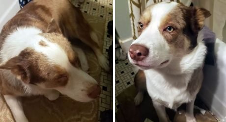 Perro se sienta durante horas junto a su madre adoptiva embarazada cuando está enferma