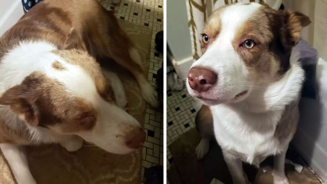 Perro se sienta durante horas junto a su madre adoptiva embarazada cuando está enferma