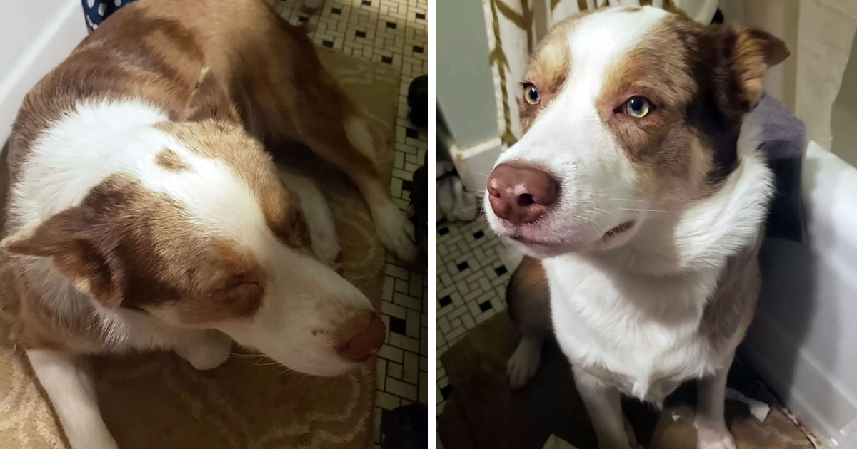 Perro se sienta durante horas junto a su madre adoptiva embarazada cuando está enferma