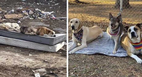 Perros rescatados de un basurero se reúnen un año después para recrear emotiva foto