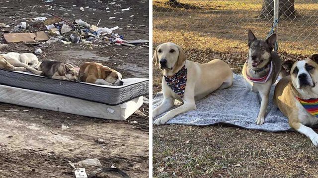 Perros rescatados de un basurero se reúnen un año después para recrear emotiva foto