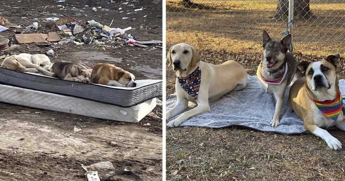 Perros rescatados de un basurero se reúnen un año después para recrear emotiva foto