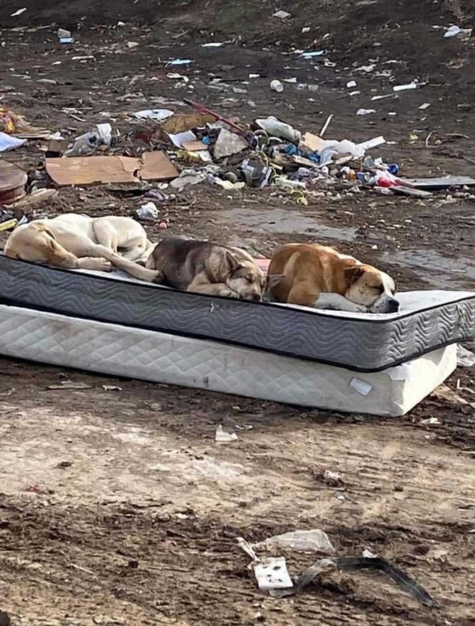 Perros rescatados de un basurero