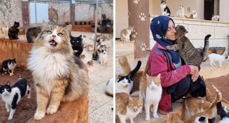 Refugio de gatos en Siria alberga a más de 1500 felinos que viven felices