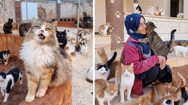 Refugio gatos Siria 1500 felinos felices