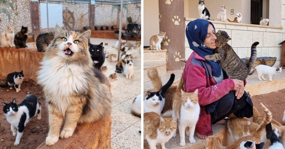 Refugio gatos Siria 1500 felinos felices