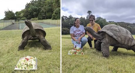 Tortuga gigante que ha sobrevivido a dos guerras mundiales celebra su 190 cumpleaños