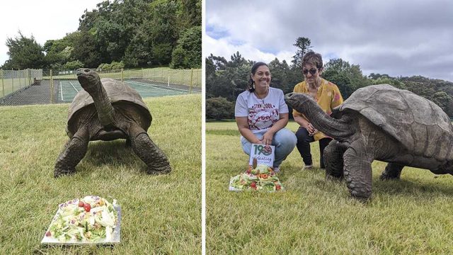 Tortuga gigante que ha sobrevivido a dos guerras mundiales celebra su 190 cumpleaños