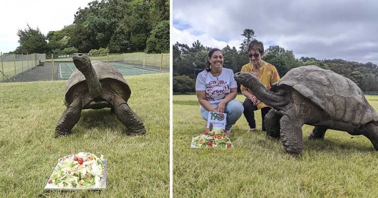 Tortuga gigante que ha sobrevivido a dos guerras mundiales celebra su 190 cumpleaños