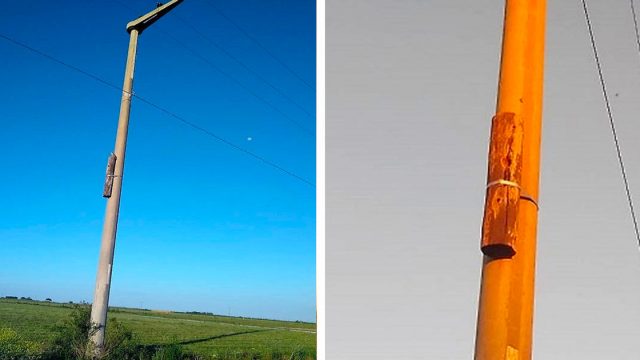 Aves usado años poste madera nido