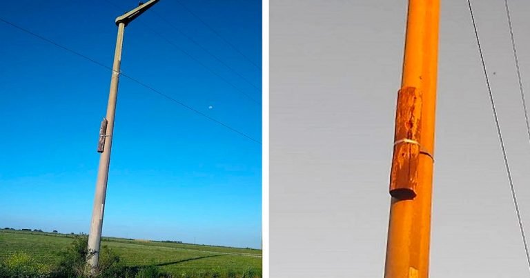 Aves usado años poste madera nido