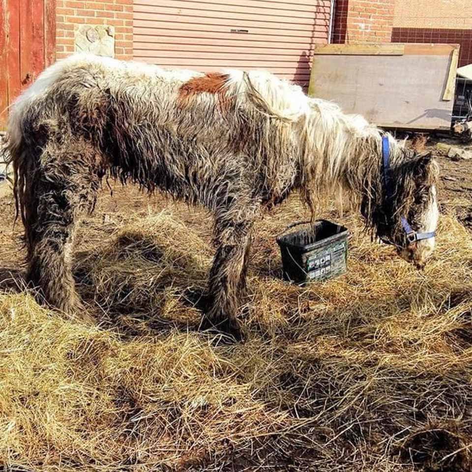 Caballo dado por muerto sorprende con su increíble recuperación