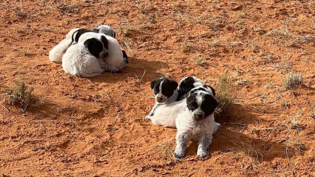 Mujer encuentra cachorros abandonados camino transitado