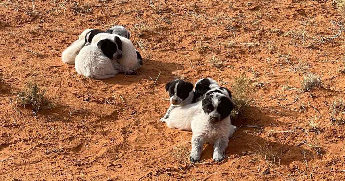 Mujer encuentra cachorros abandonados camino transitado