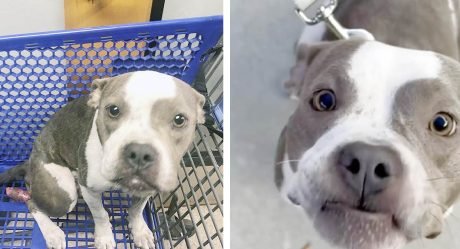 Mujer salva a una perrita que fue abandonada dentro de un carrito de compras