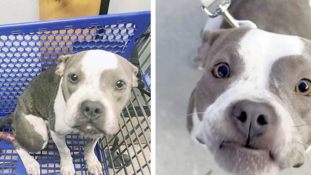 Mujer salva a una perrita que fue abandonada dentro de un carrito de compras