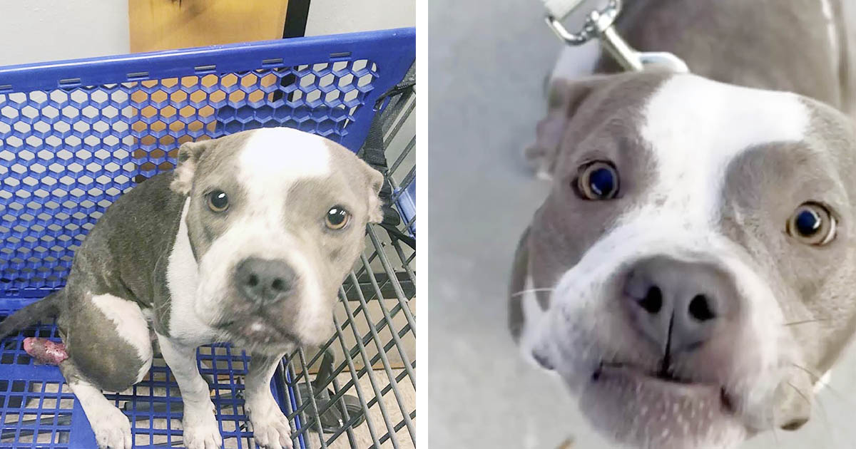 Mujer salva a una perrita que fue abandonada dentro de un carrito de compras