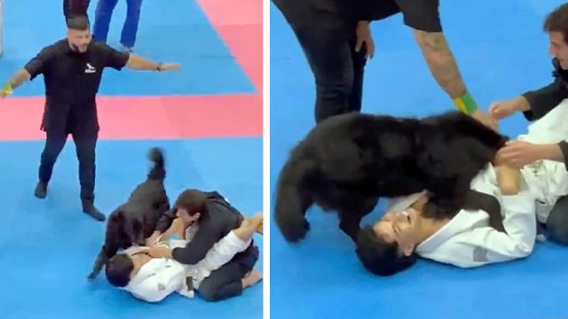 Perro entra a un campeonato de jiujitsu y decide involucrarse