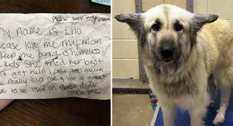 Perrita es encontrada sola en la calle con una triste nota en su collar