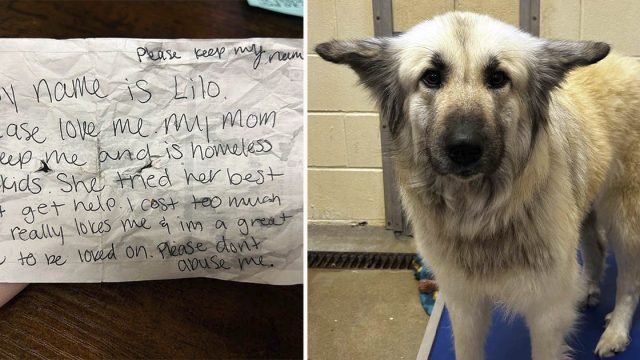 Perro es encontrado solo en la calle con una triste nota en el collar