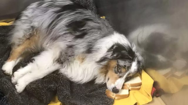 Perro usa sándwiches como almohadas