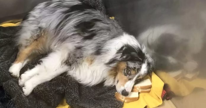 Perro usa sándwiches como almohadas