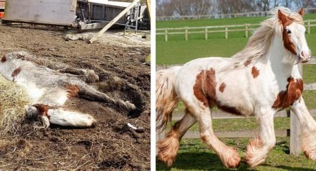 Poni que parecía muerto sorprende a todos con su increíble recuperación
