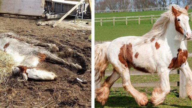 Poni parecía muerto recuperación increíble