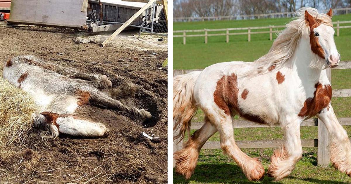 Poni parecía muerto recuperación increíble