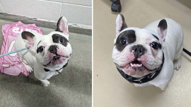 Refugio busca un hogar para el perro más 'insoportable' y deciden no endulzarlo