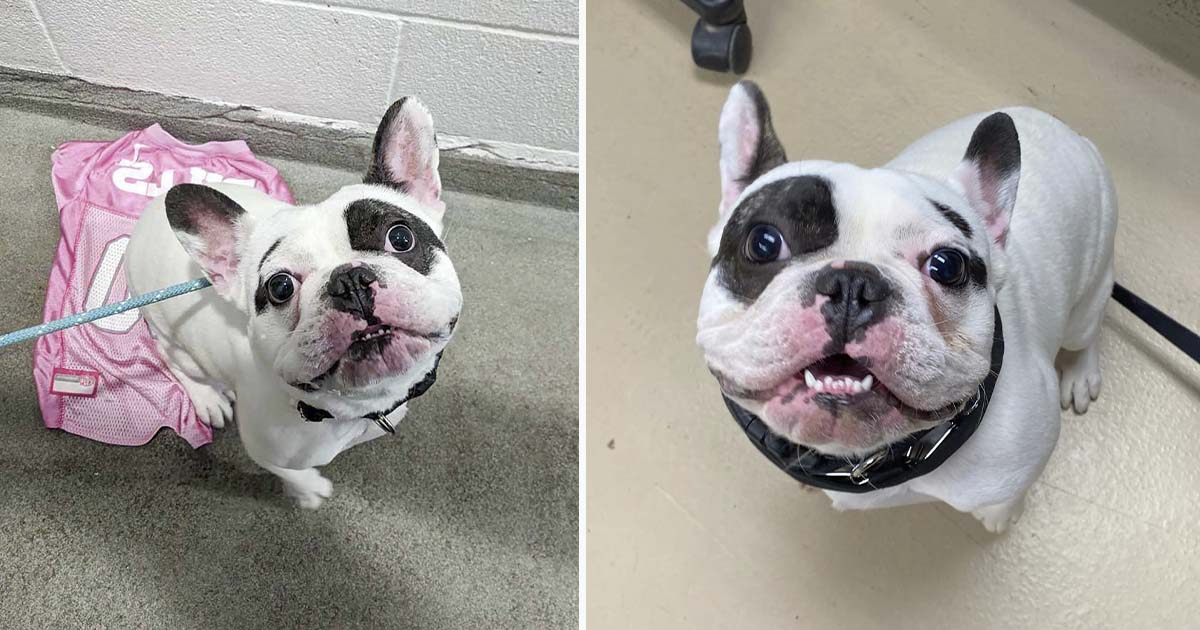 Refugio busca un hogar para el perro más 'insoportable' y deciden no endulzarlo