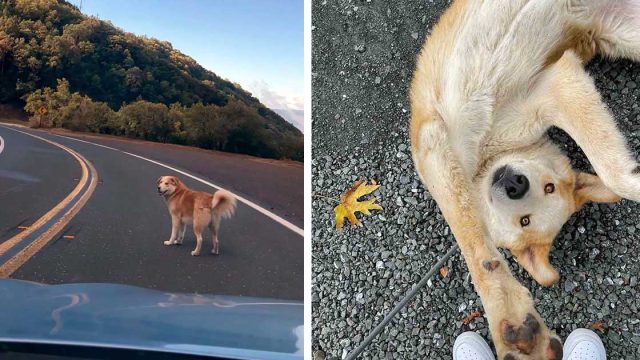 Rescatistas encuentran al perro más amistoso esperando en la cima de una montaña