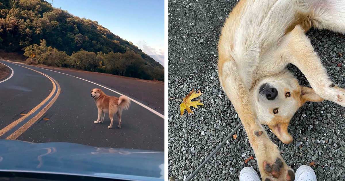 Rescatistas encuentran al perro más amistoso esperando en la cima de una montaña