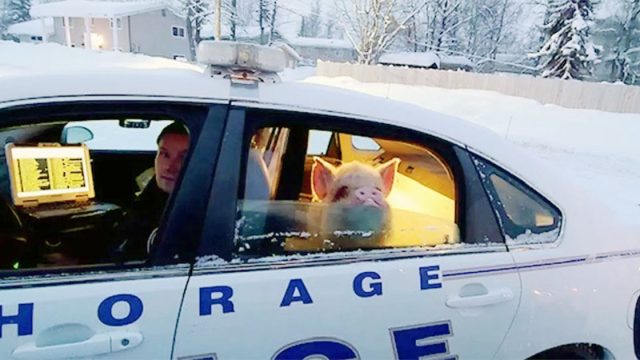 Cerdito está orgulloso de sí mismo por haber sido arrestado
