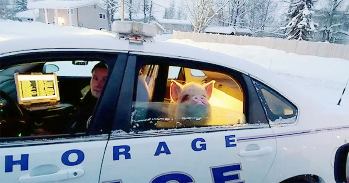 Cerdito está orgulloso de sí mismo por haber sido arrestado