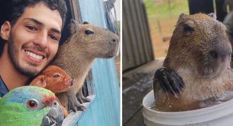 Capibara mimado comparte el vínculo más adorable con este hombre