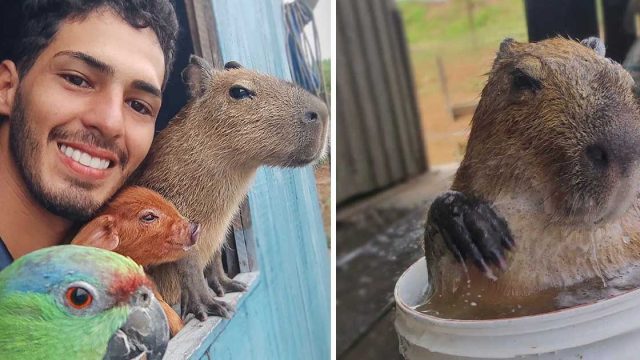 Este divertido capibara se ha ganado cientos de fanáticos en internet