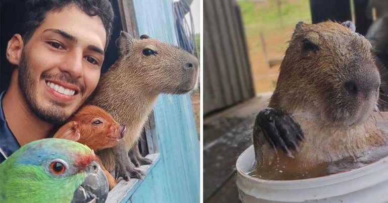 Este divertido capibara se ha ganado cientos de fanáticos en internet