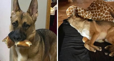 Perro va a todos lados con una rebanada de baguette