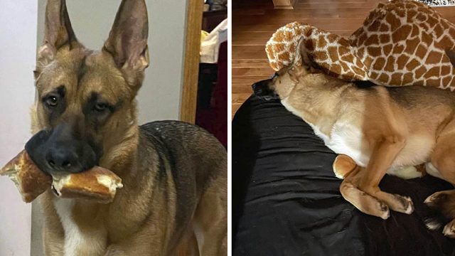 Perro va a todos lados con una rebanada de baguette