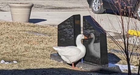 Gansa con el corazón roto vaga por el cementerio buscando al amor que perdió