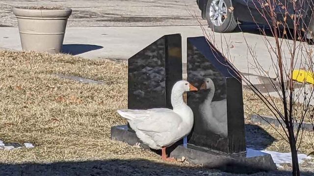 Ganso con el corazón roto vaga por el cementerio buscando al amor que perdió