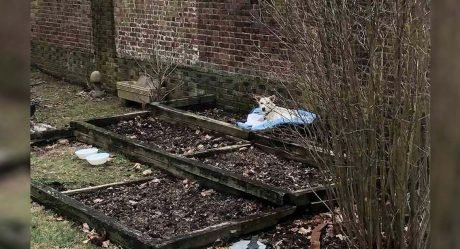 Mujer encuentra a la perrita más dulce durmiendo en su macizo de flores
