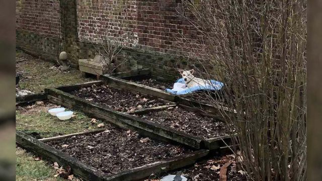 Mujer encuentra a la perrita más dulce durmiendo en su macizo de flores